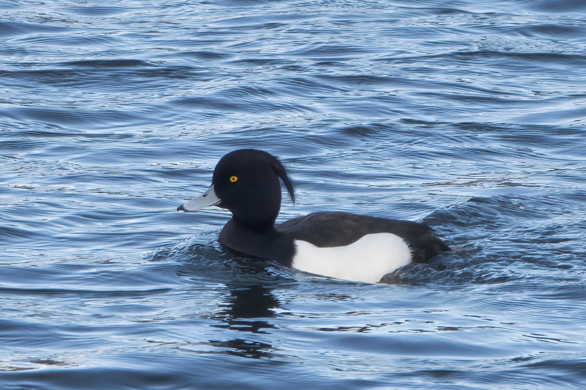 Tufted Duck - Dave Jurasevich