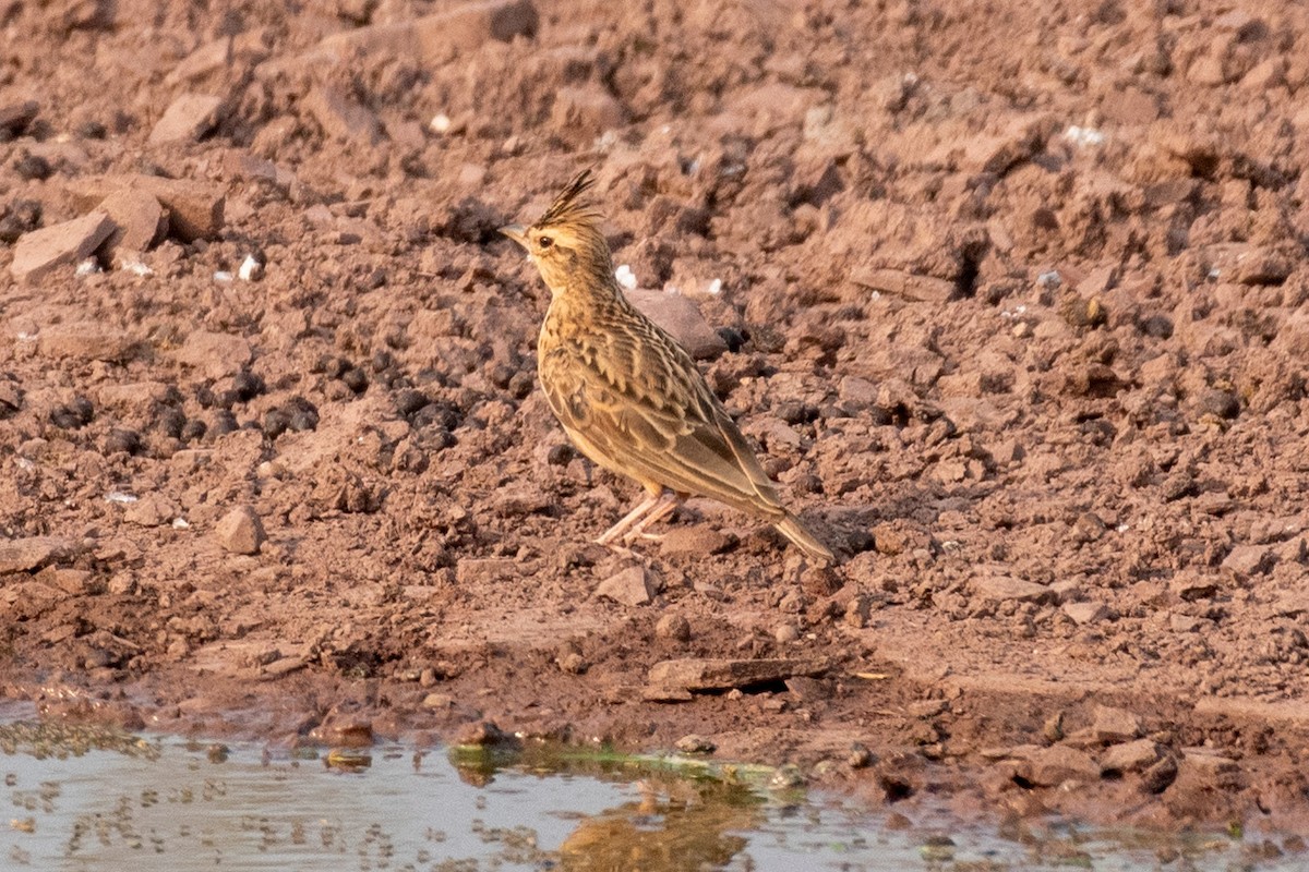 Tawny Lark - ML615374471