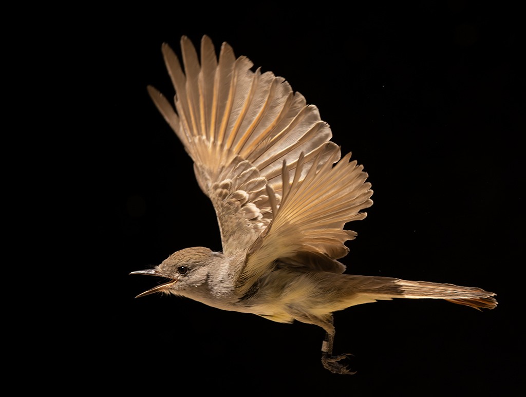 Ash-throated Flycatcher - ML615374480