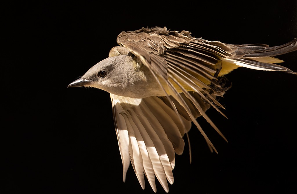 Western Kingbird - ML615374487