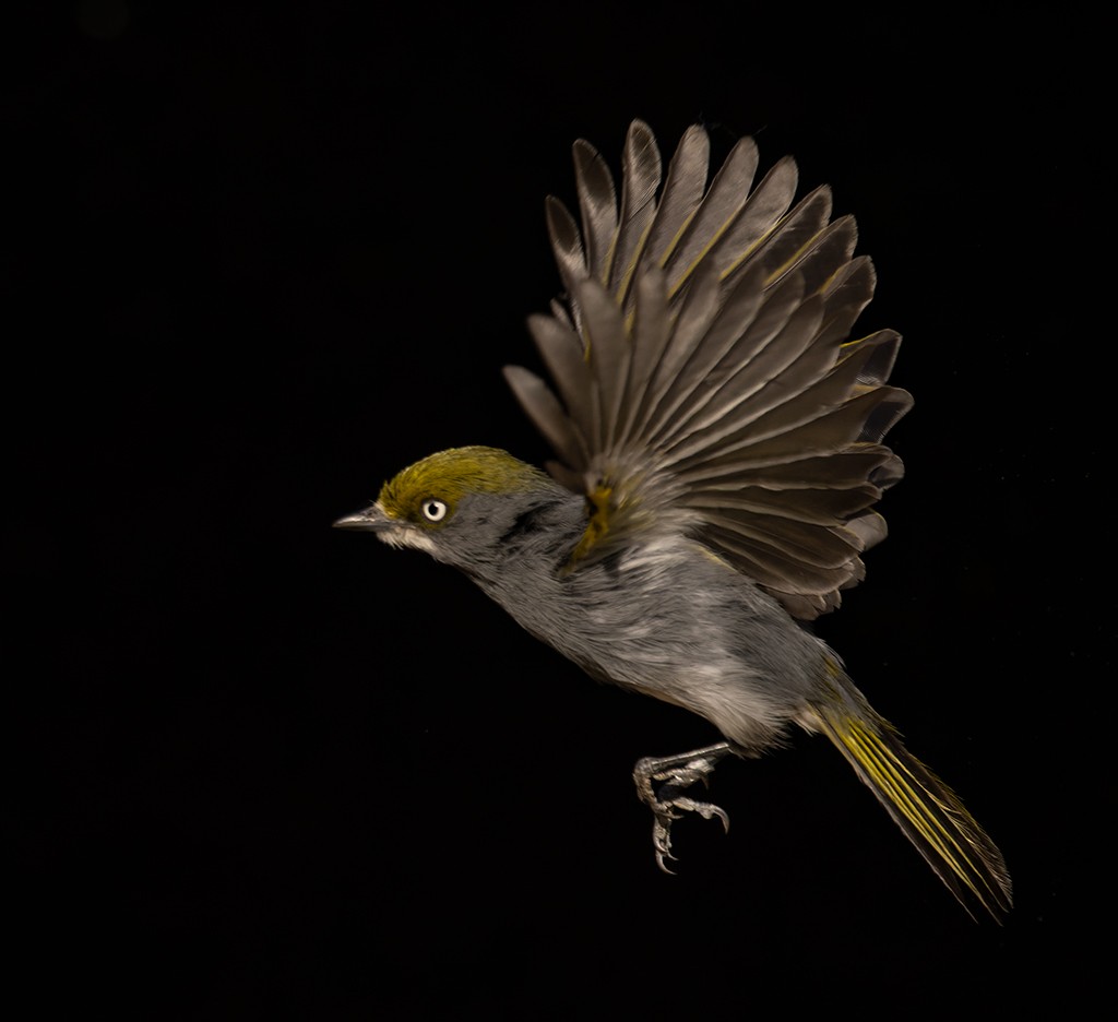 Slaty Vireo - ML615374488