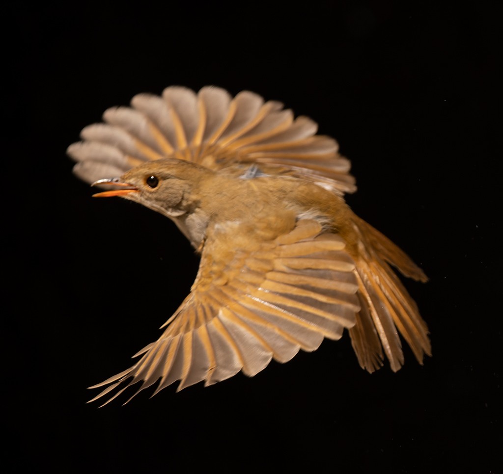 Orange-billed Nightingale-Thrush (Brown-headed) - ML615374500