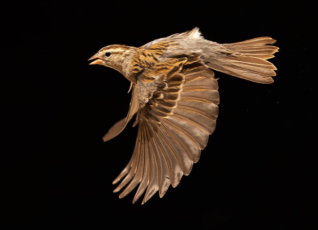 Chipping Sparrow - ML615374519
