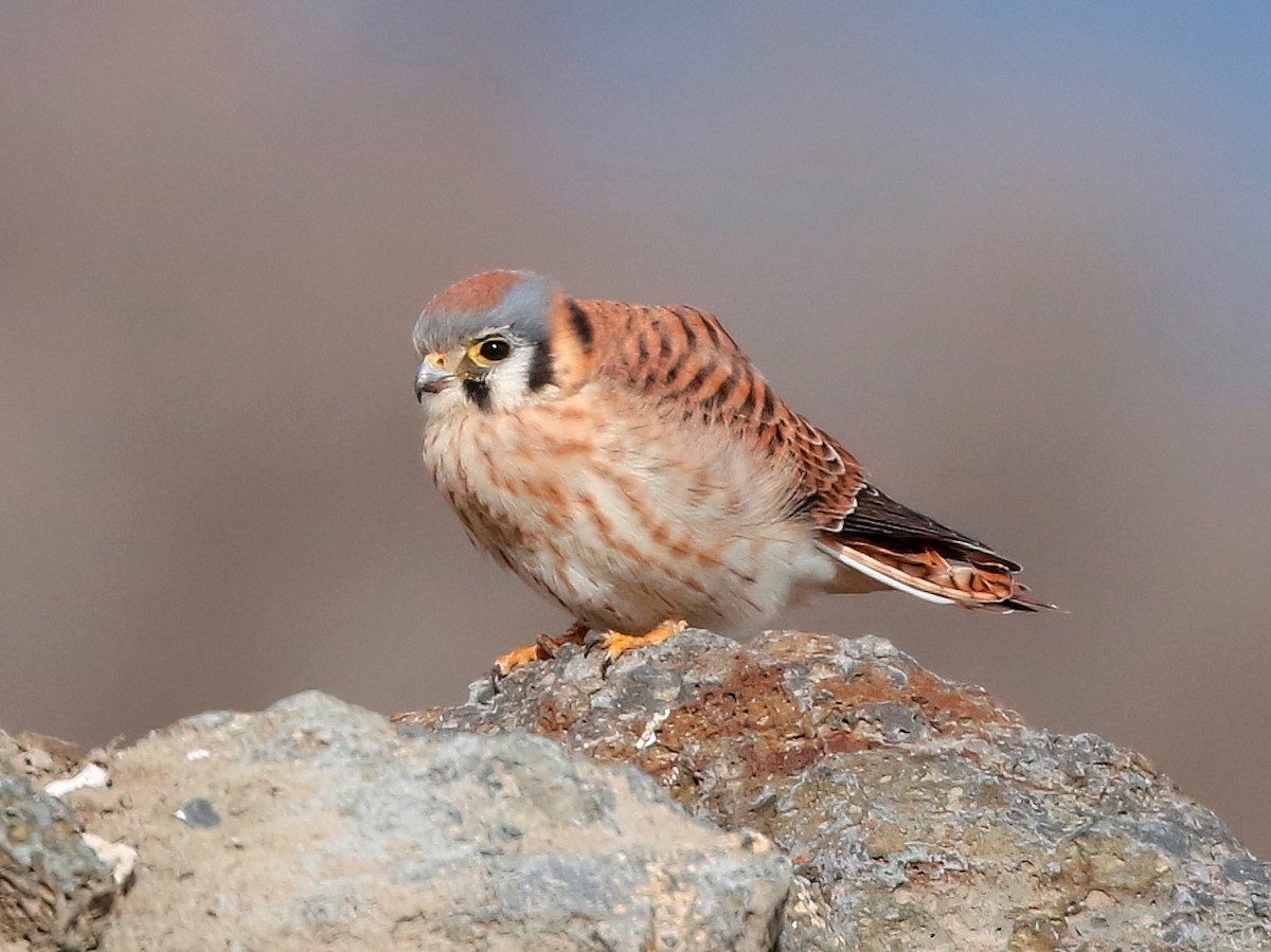 American Kestrel - Mark  Ludwick