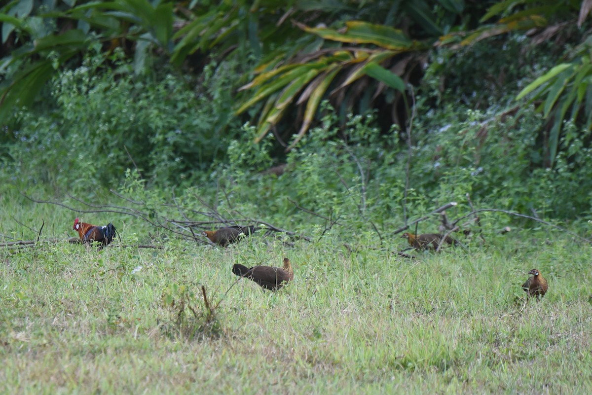 Red Junglefowl - Aidan Place