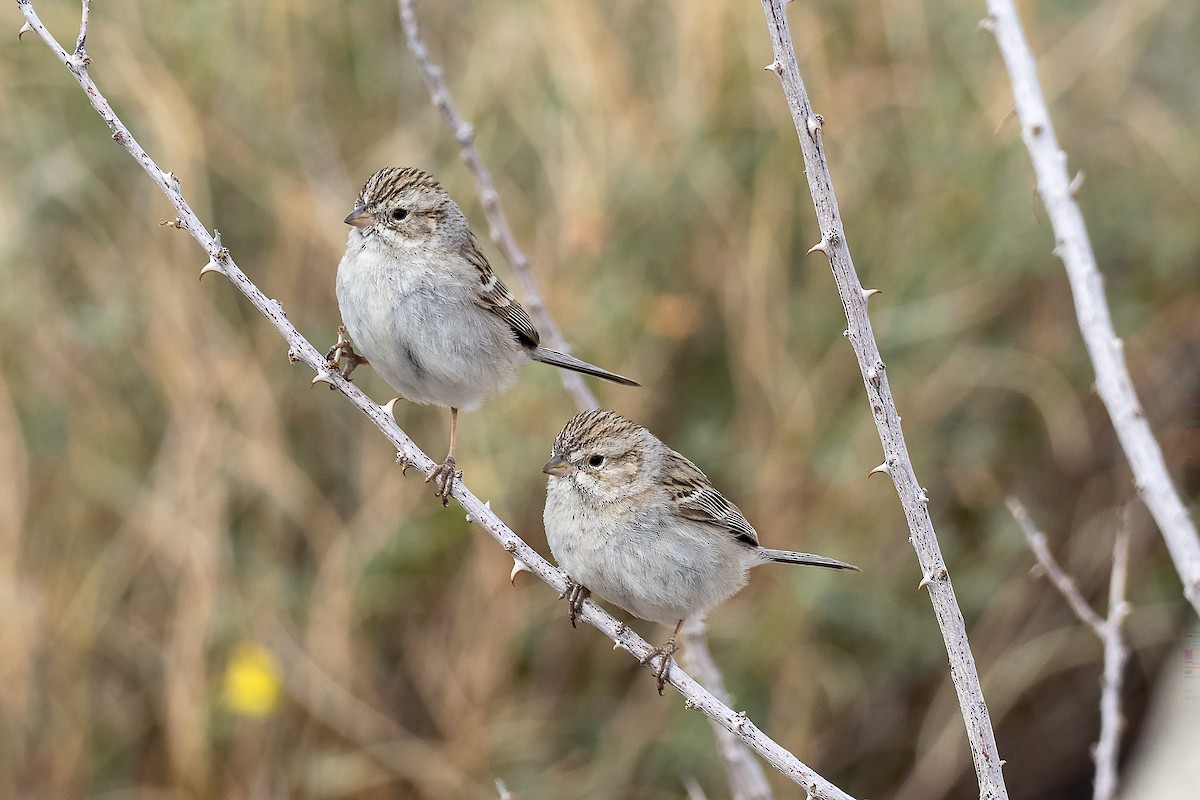 Brewer's Sparrow - ML615374601