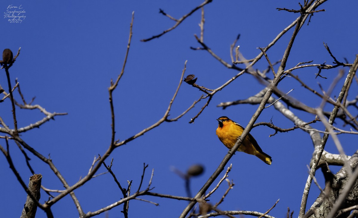 Bullock's Oriole - ML615374647