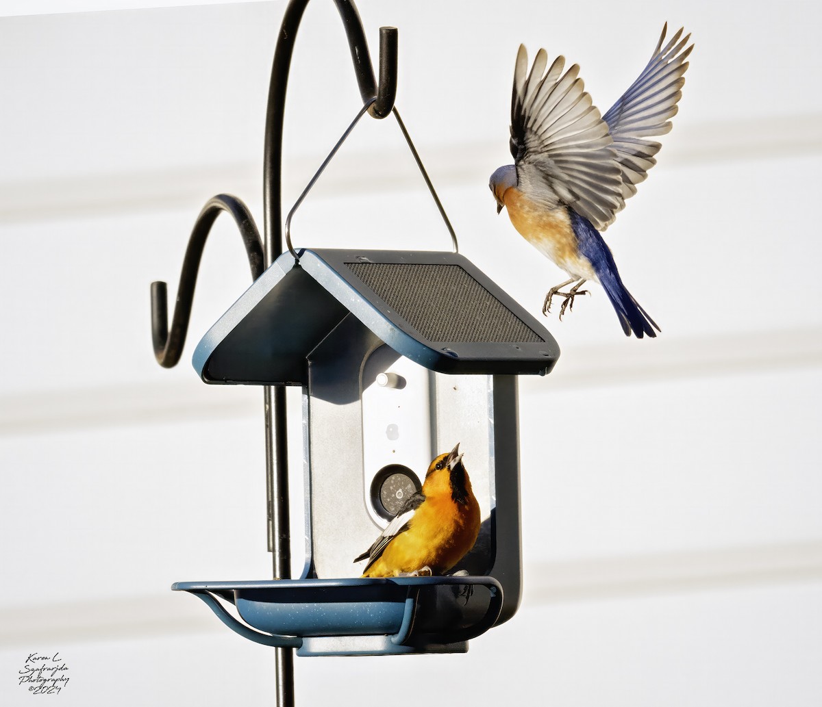 Bullock's Oriole - ML615374648