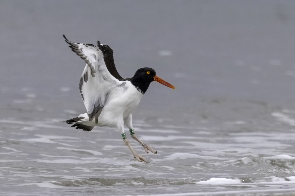 American Oystercatcher - Mel Green