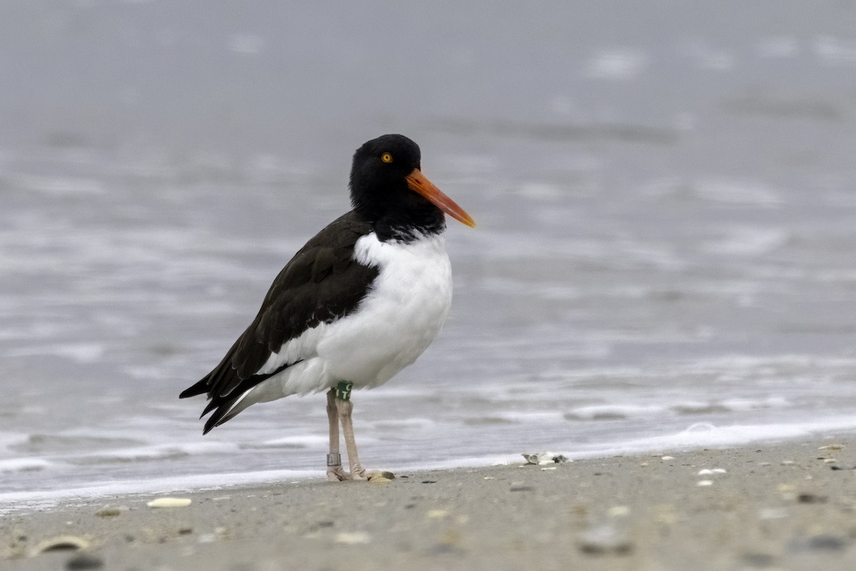 American Oystercatcher - ML615374687