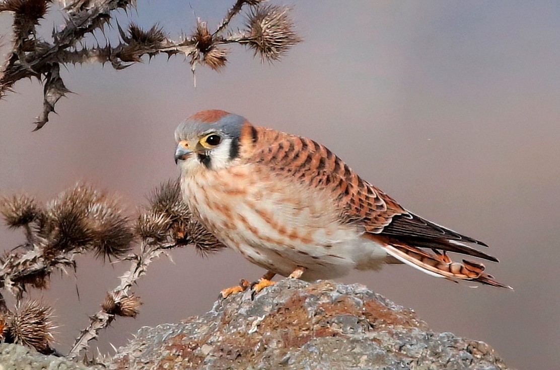 American Kestrel - Mark  Ludwick