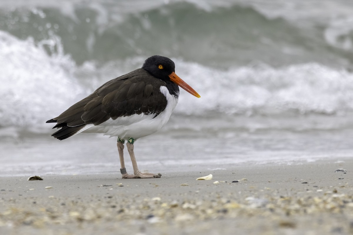 American Oystercatcher - Mel Green