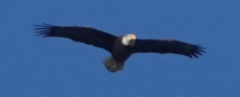 Bald Eagle - ML615374713