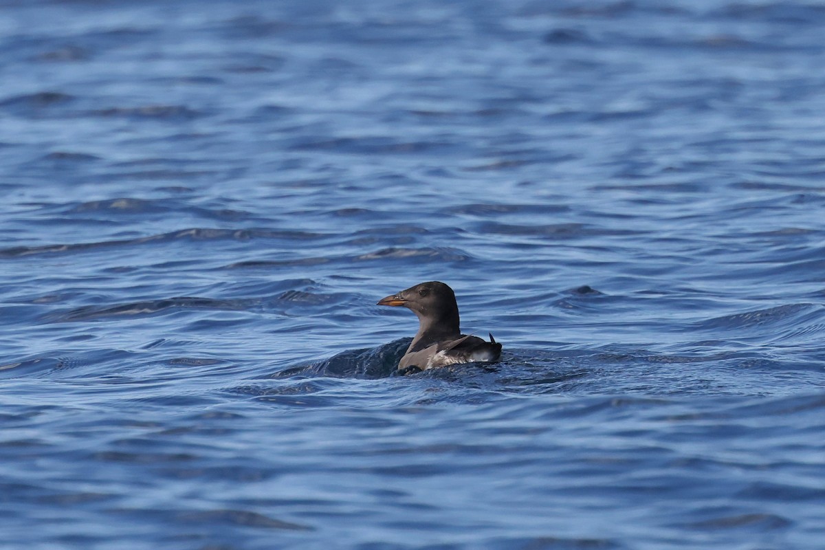 Rhinoceros Auklet - Caleb Villar