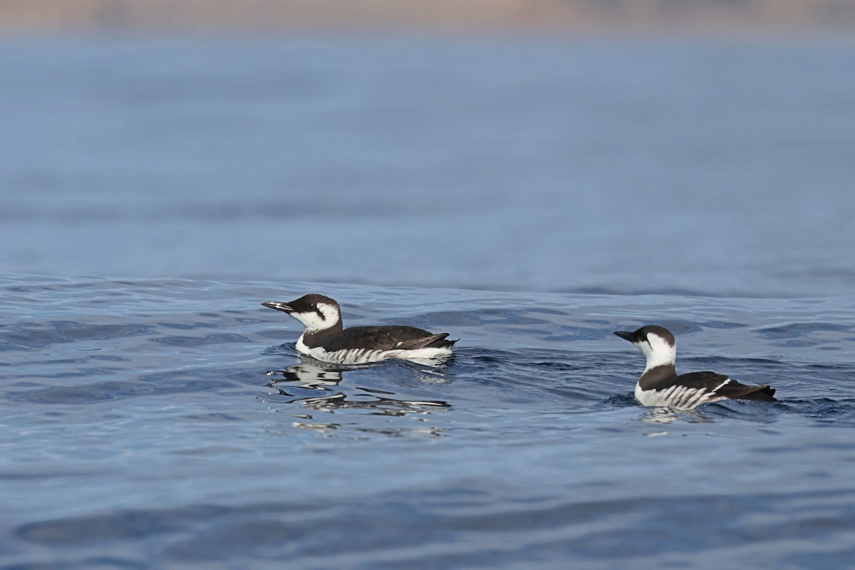 Common Murre - Caleb Villar