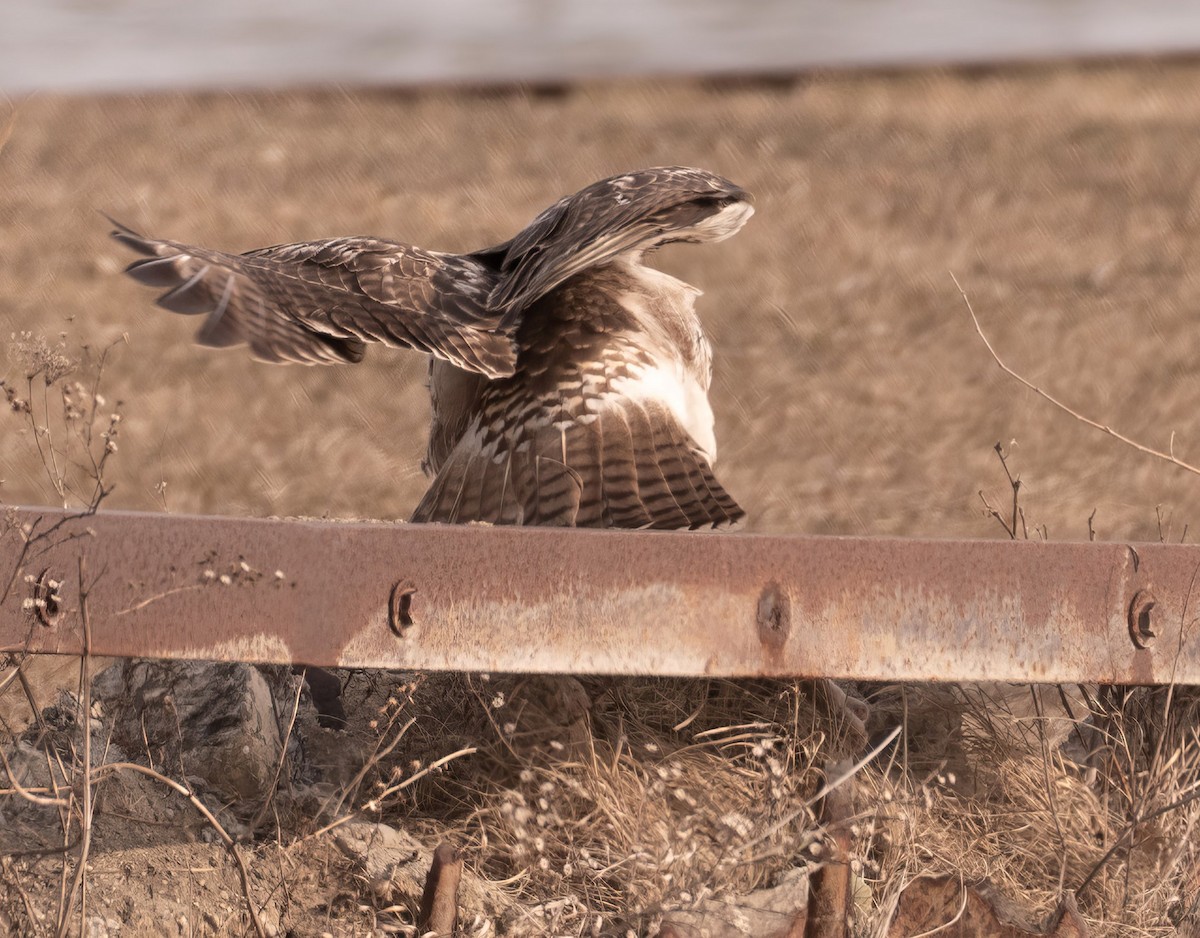 Red-tailed Hawk - ML615374742