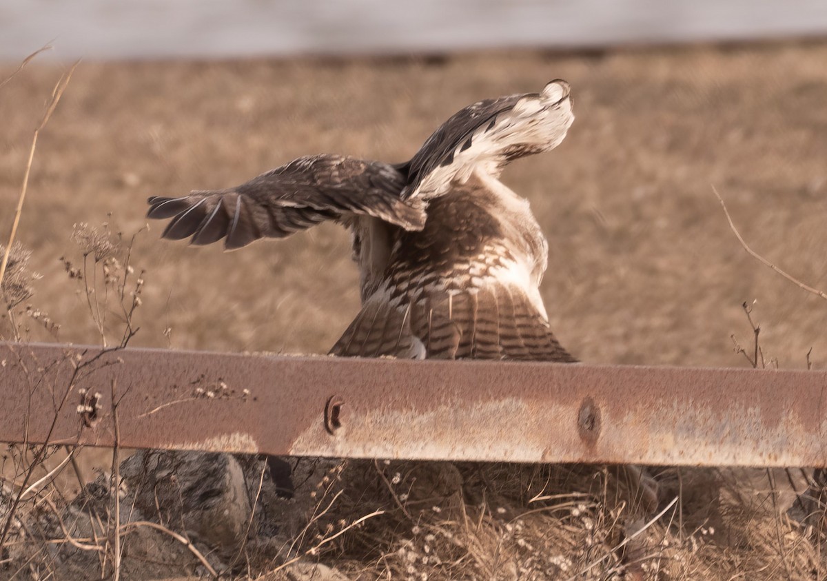 Red-tailed Hawk - ML615374743