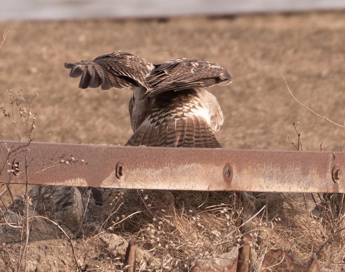 Red-tailed Hawk - ML615374744