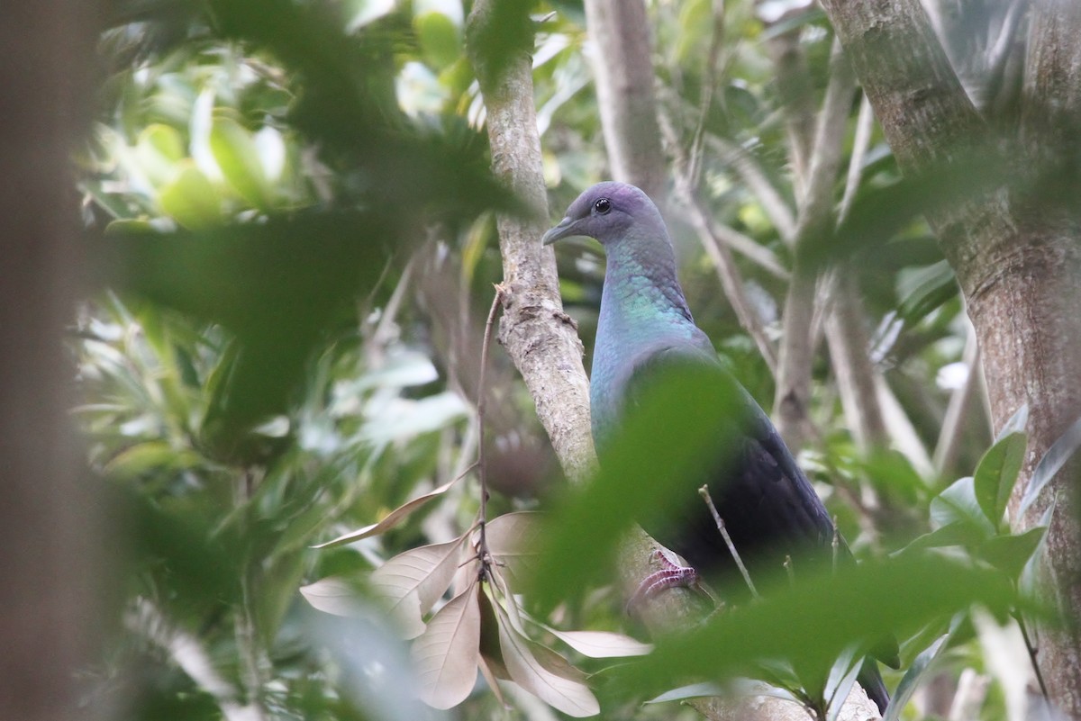 Black Wood-Pigeon - Scott Watson