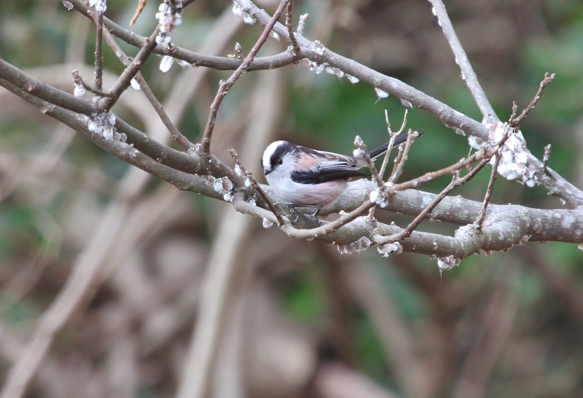 Long-tailed Tit - ML615374782