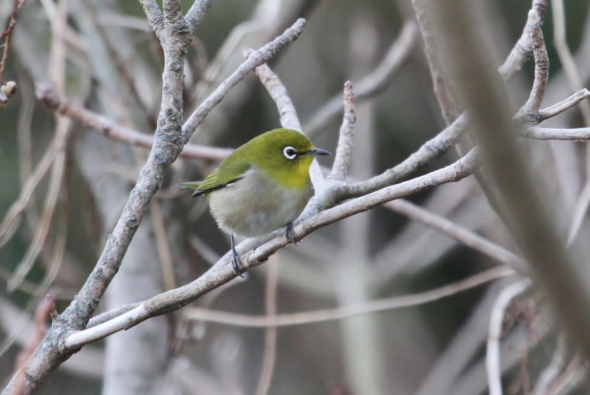 Warbling White-eye - ML615374804