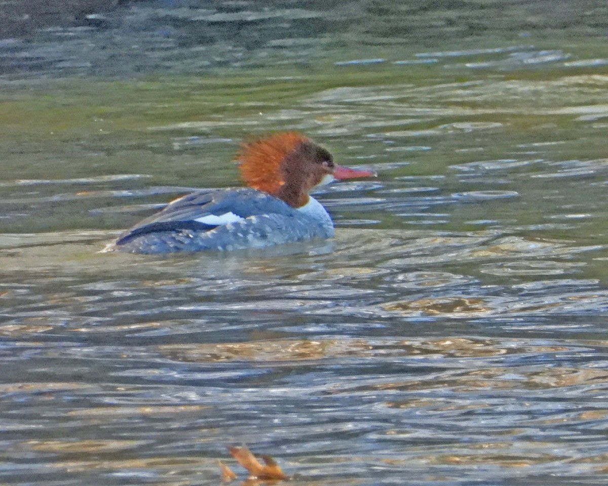 Common Merganser - ML615374860