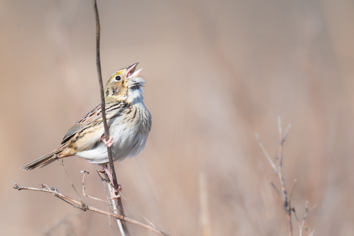 Henslow's Sparrow - ML615374873