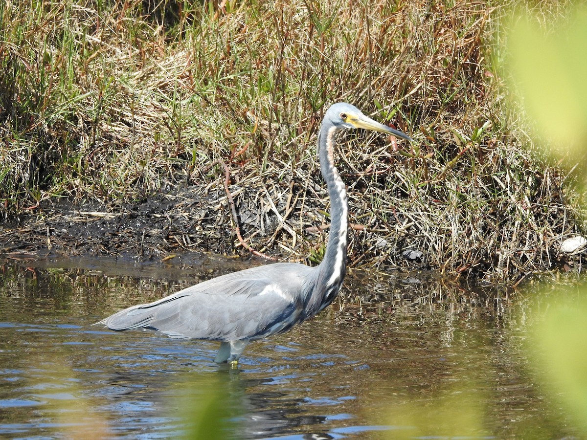 Tricolored Heron - ML615374874