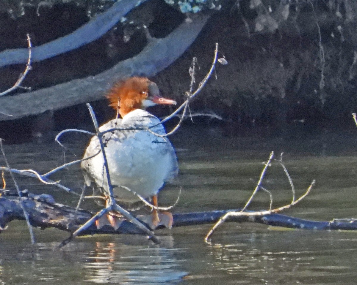 Common Merganser - ML615374878