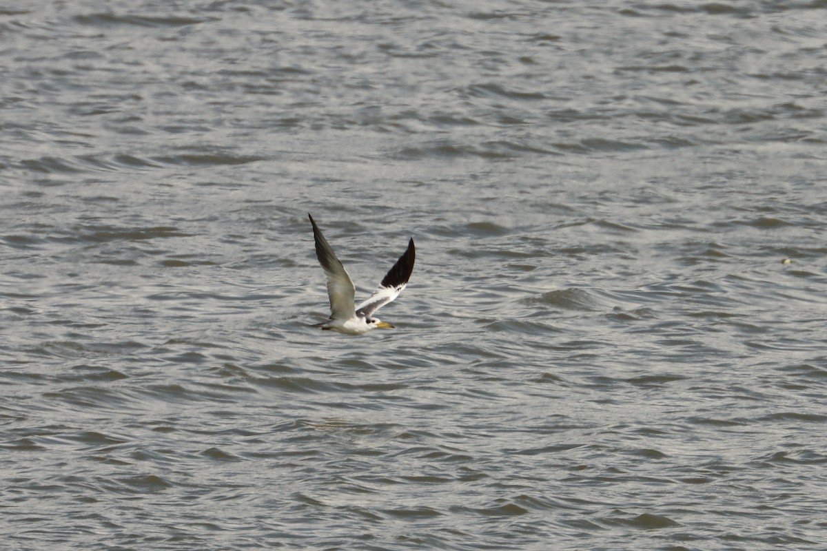 Large-billed Tern - ML615374890