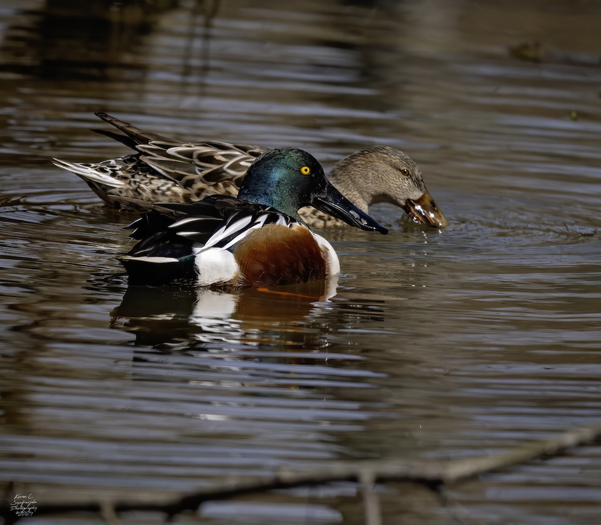 Northern Shoveler - Karen Szafrajda