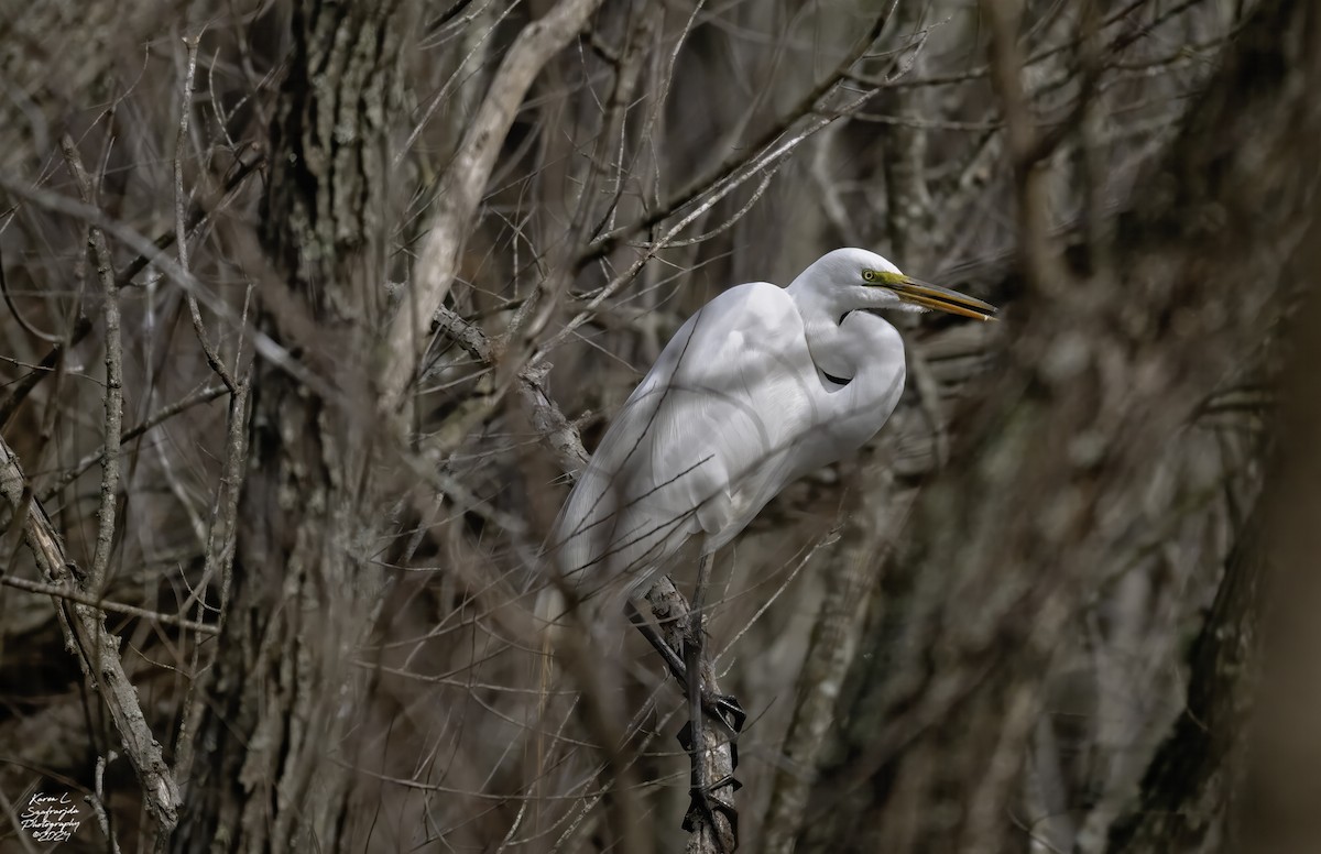 Great Egret - ML615374979