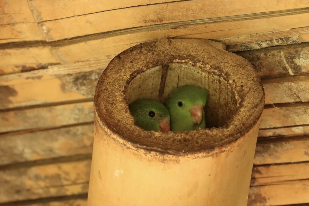 Spectacled Parrotlet - ML615375060