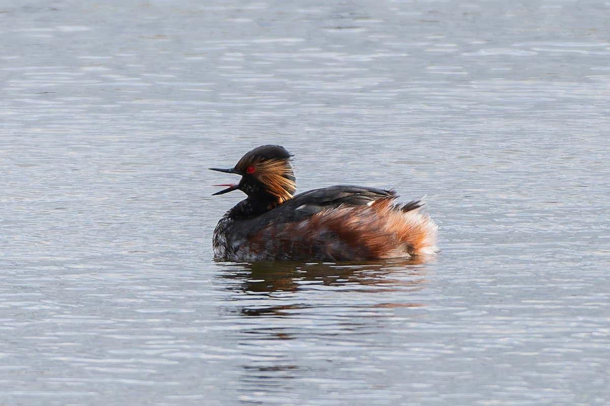 Eared Grebe - Andaman Kaosung