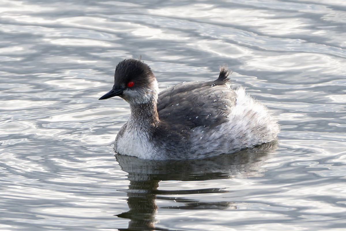 Eared Grebe - ML615375114