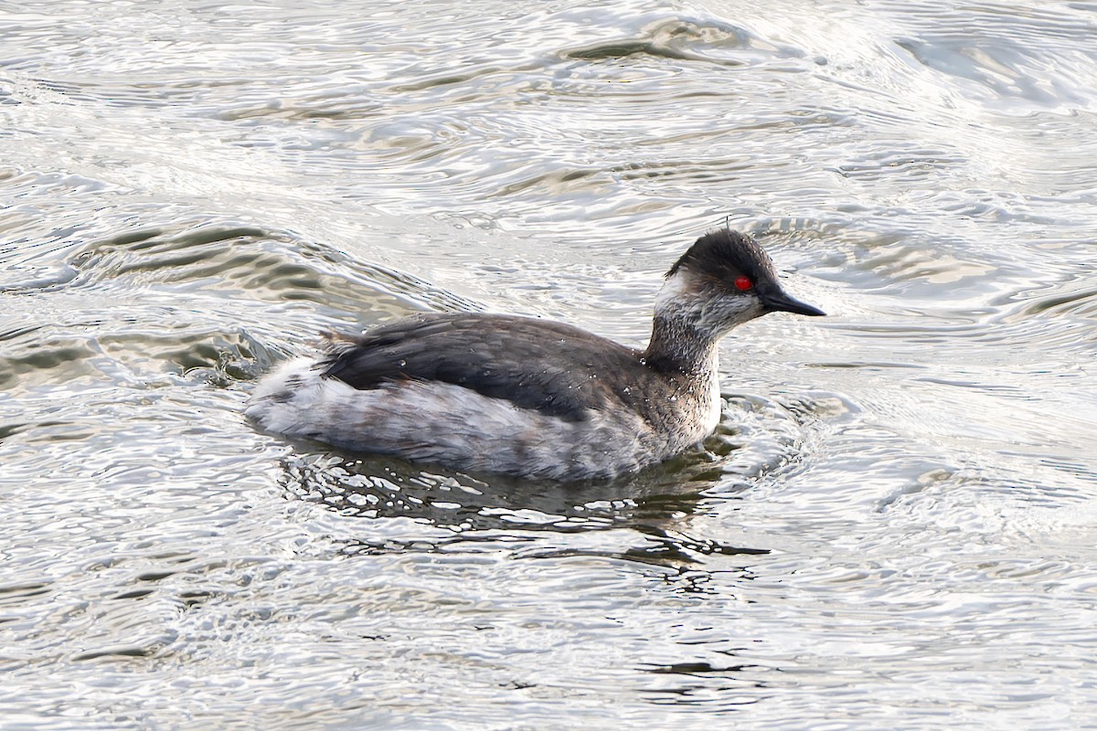 Eared Grebe - ML615375115