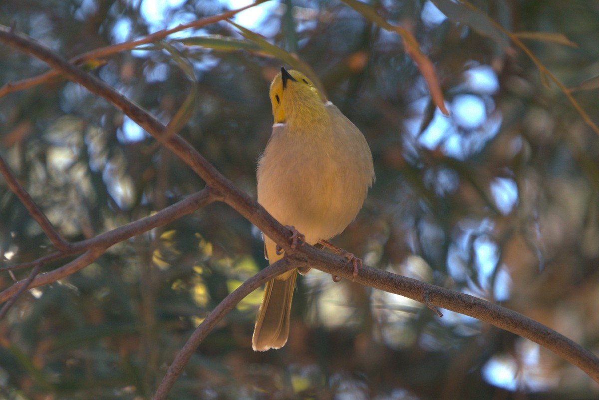 White-plumed Honeyeater - Daniel Traub