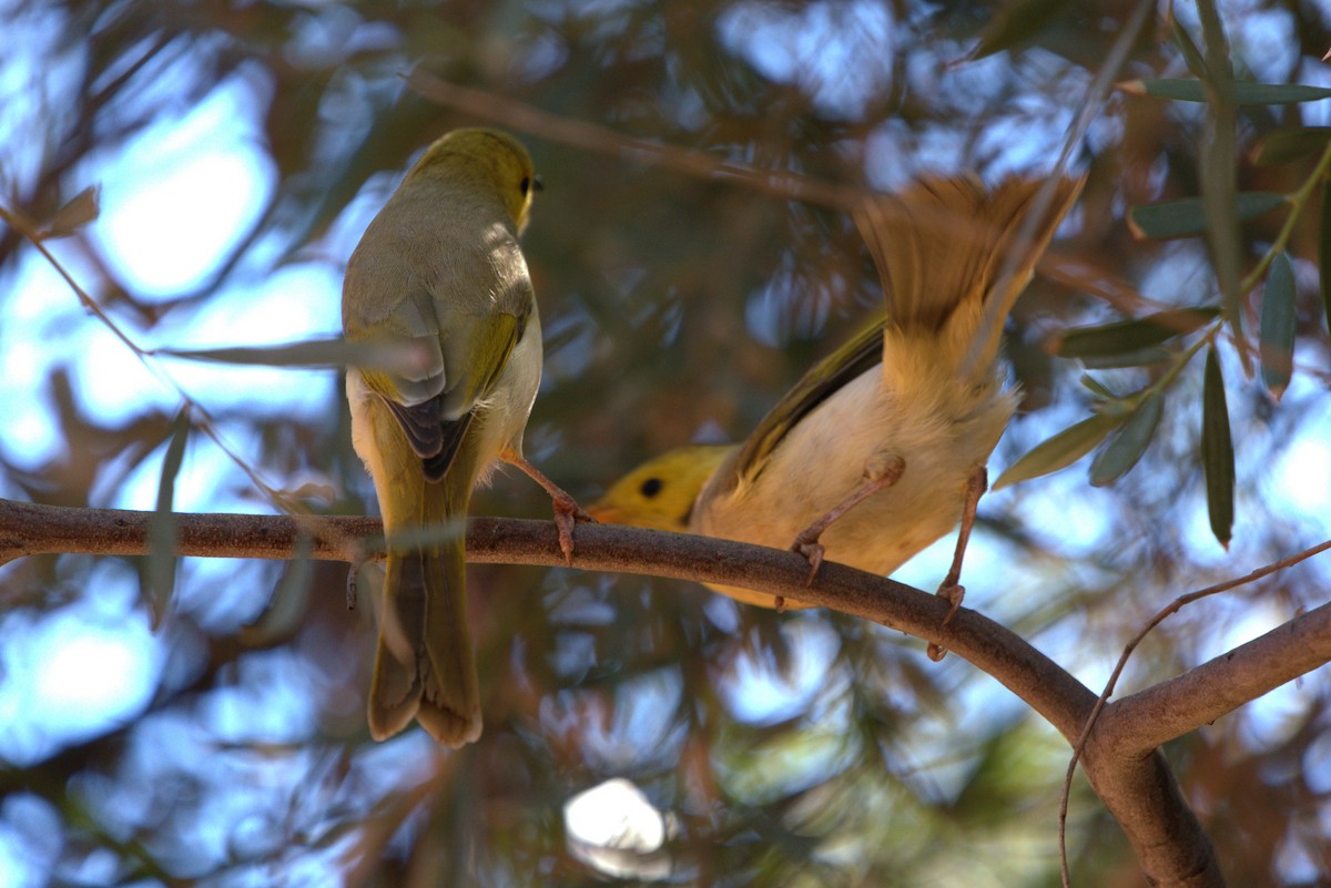 White-plumed Honeyeater - ML615375183