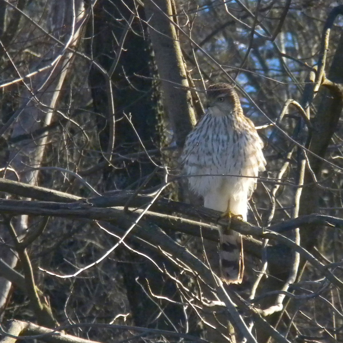 Cooper's Hawk - Rick Keyser