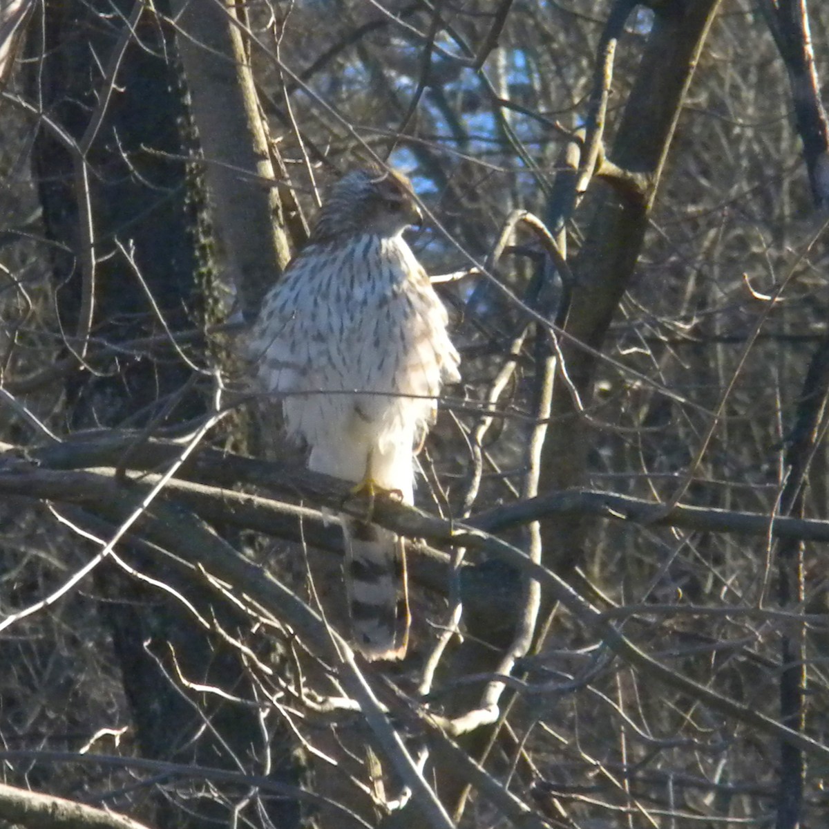 Cooper's Hawk - Rick Keyser