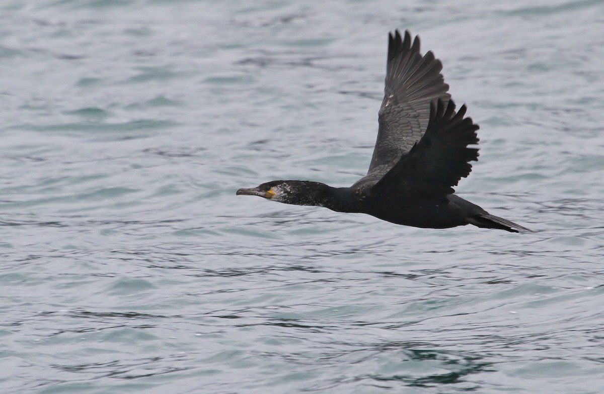 Japanese Cormorant - Scott Watson