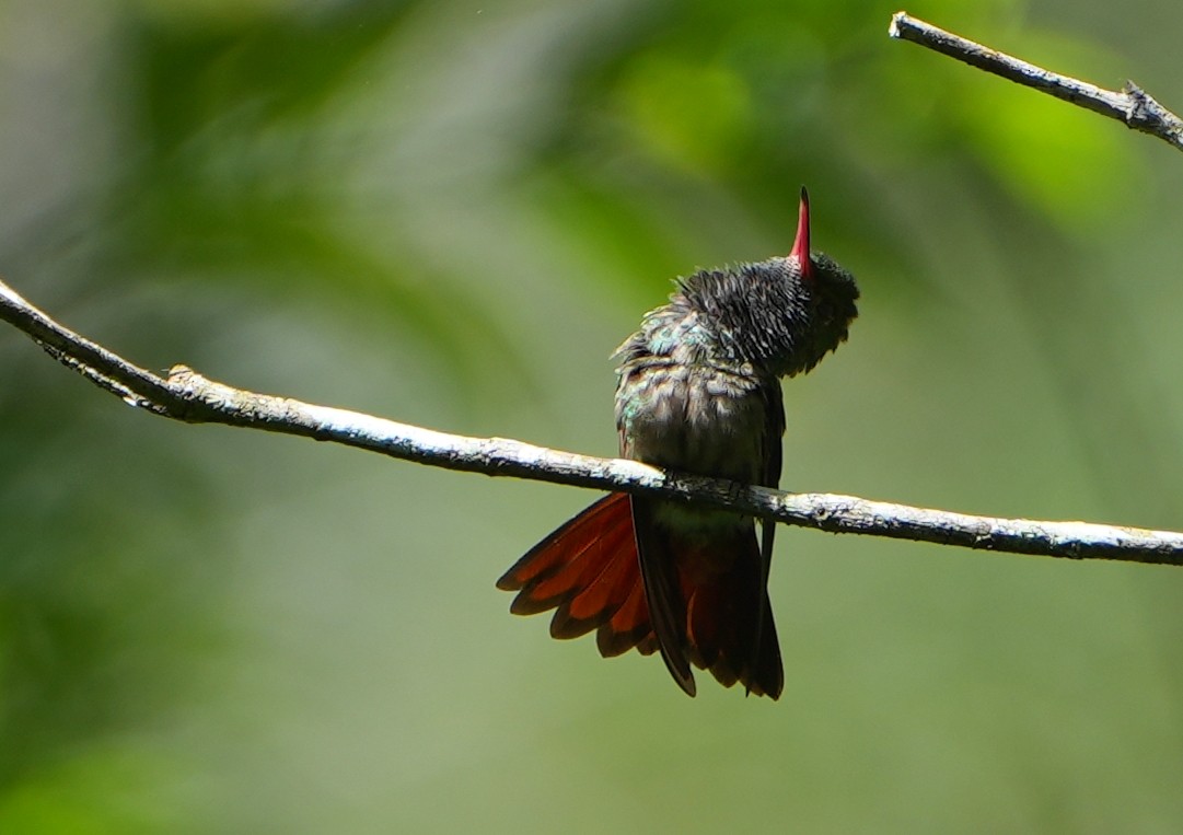 Rufous-tailed Hummingbird - ML615375266