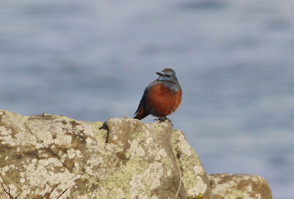 Blue Rock-Thrush - ML615375272