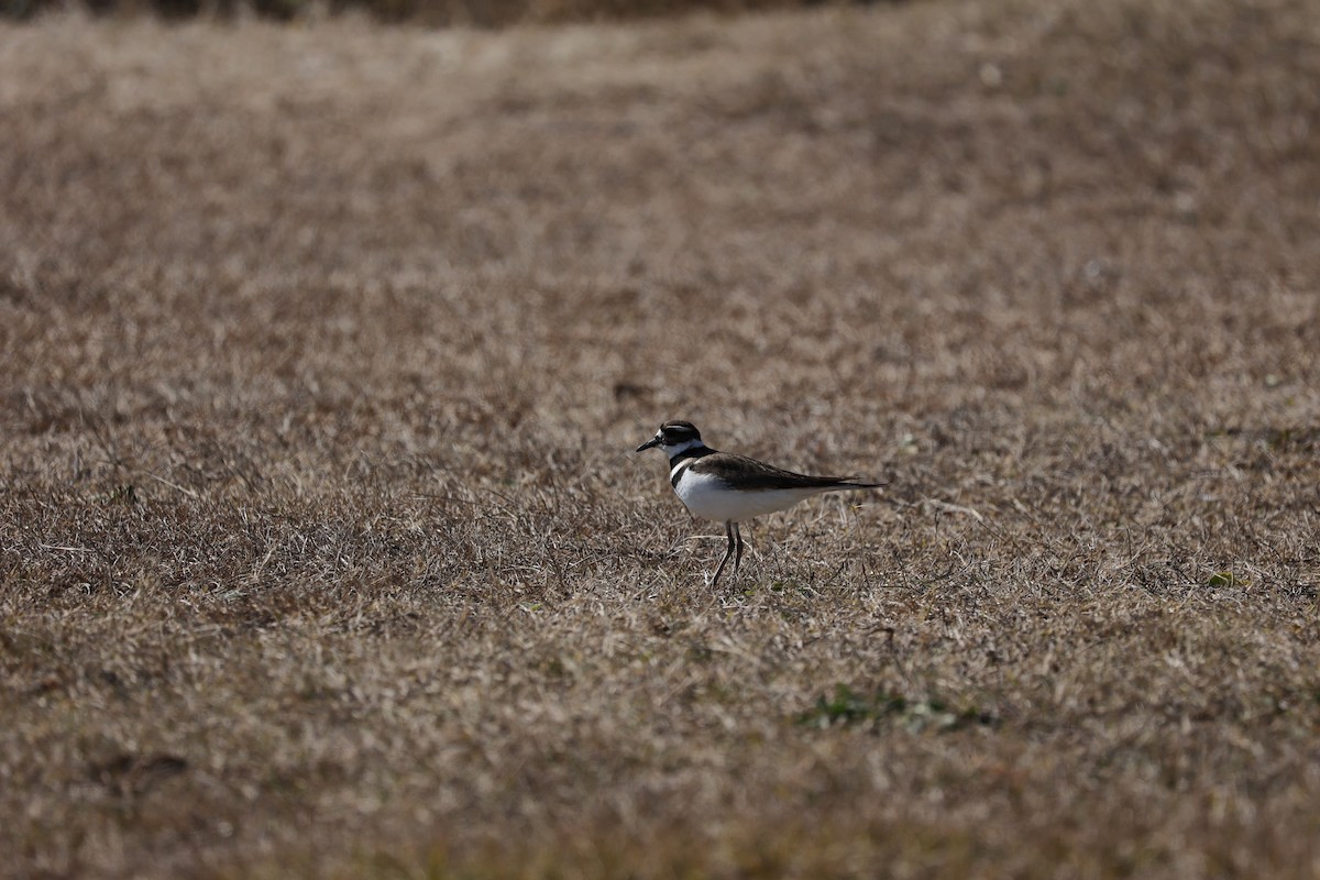 Killdeer - ML615375319