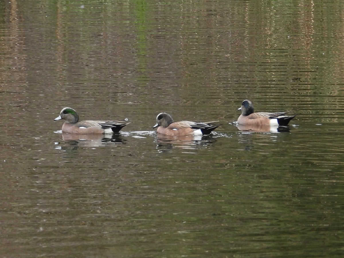 American Wigeon - ML615375325