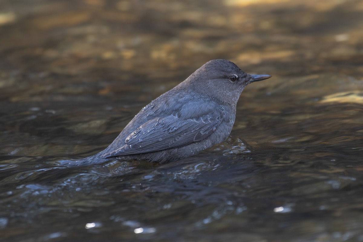 American Dipper - ML615375336