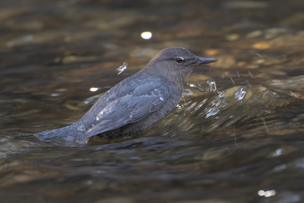 American Dipper - ML615375337