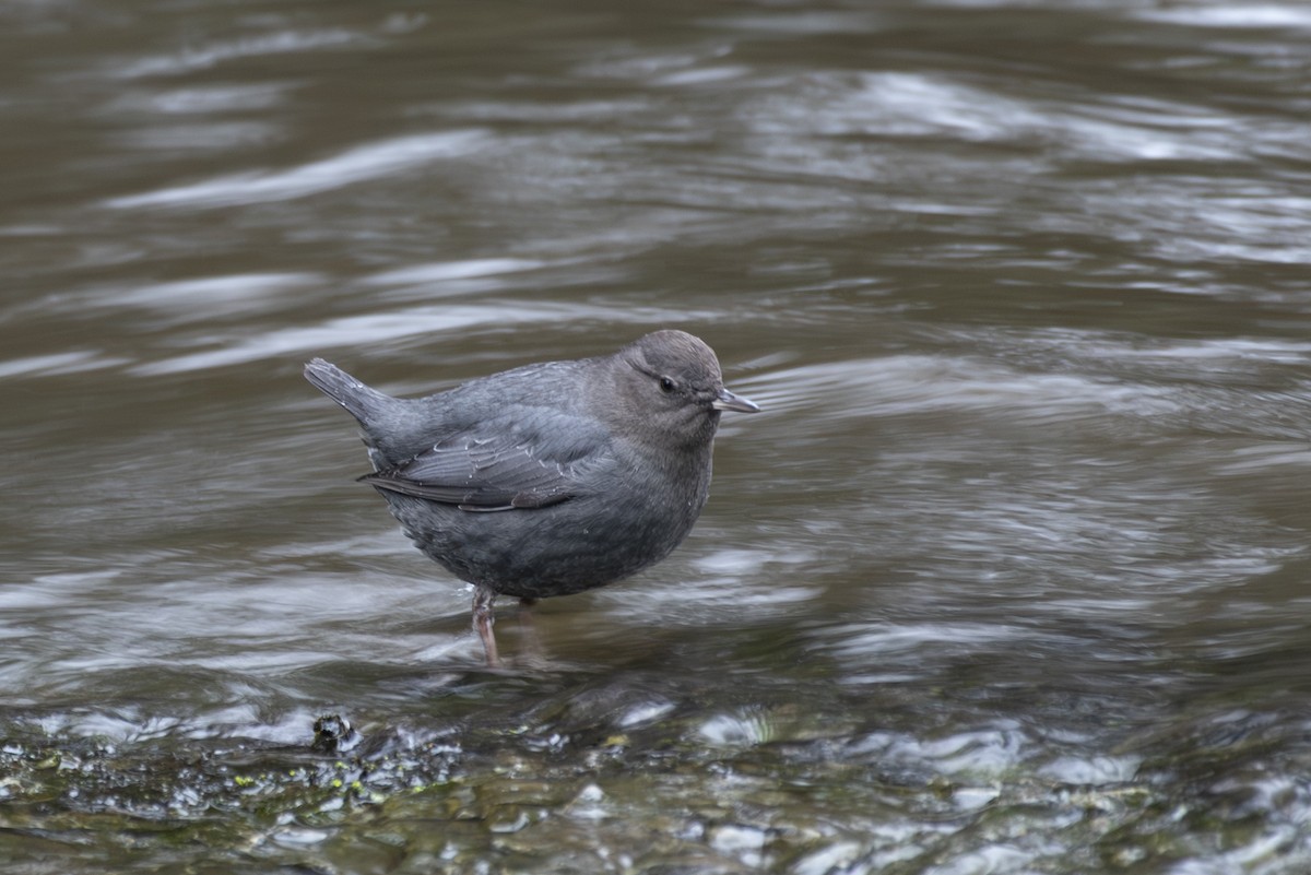 American Dipper - ML615375338