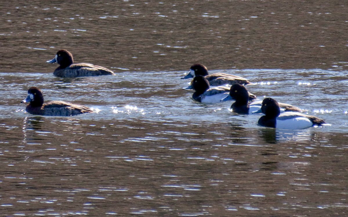 Greater Scaup - ML615375375