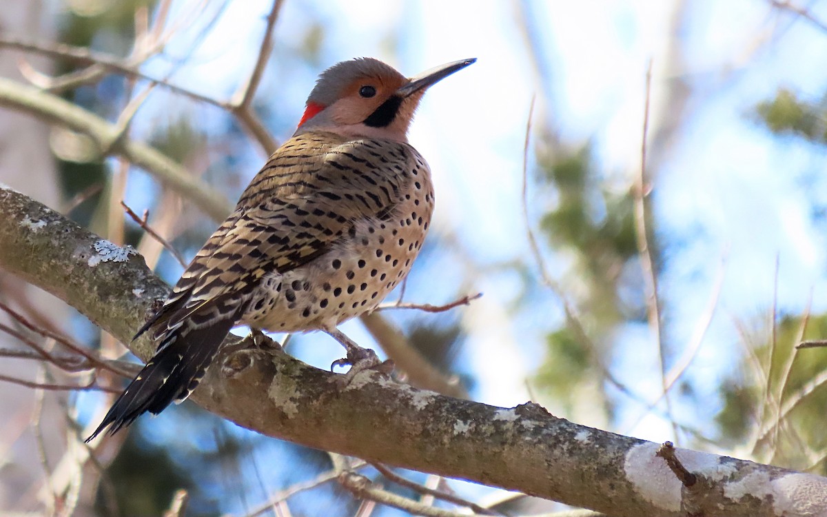 Northern Flicker - Jim O'Neill